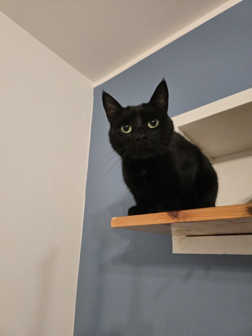 Orka Orka