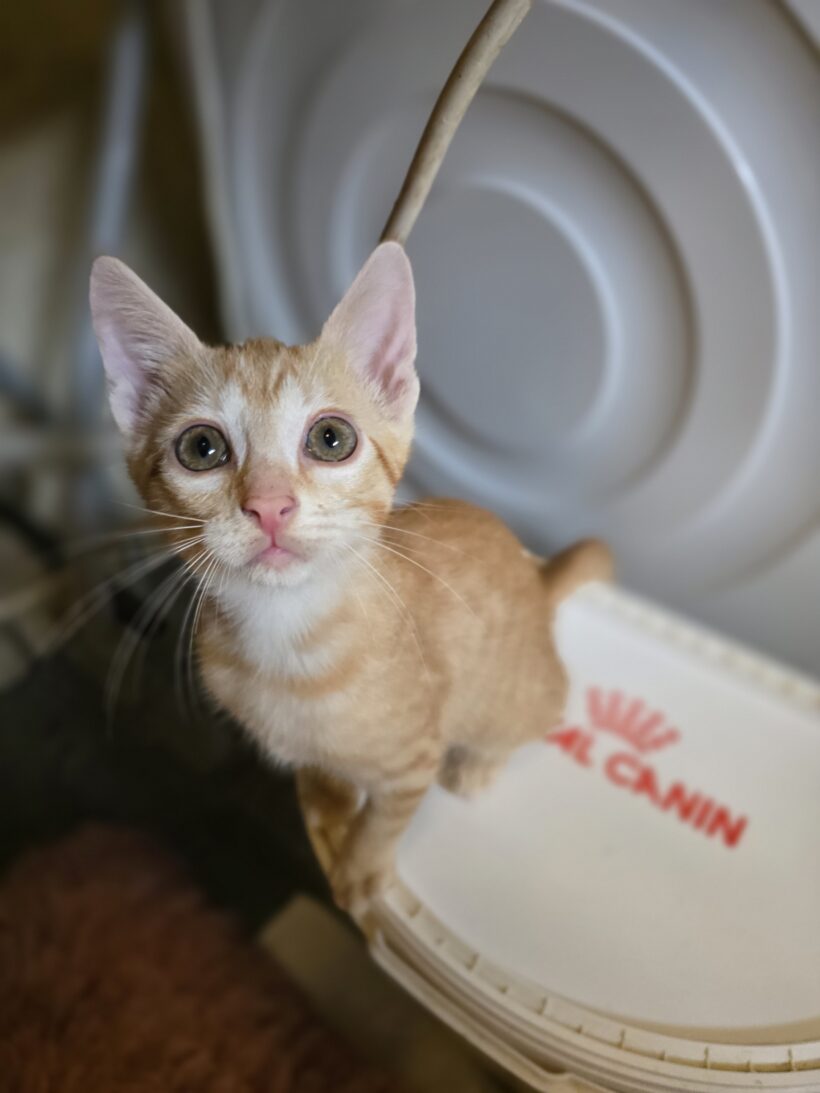Rozi