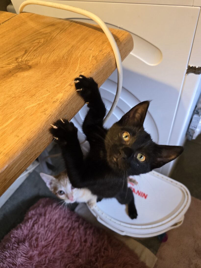 Indi