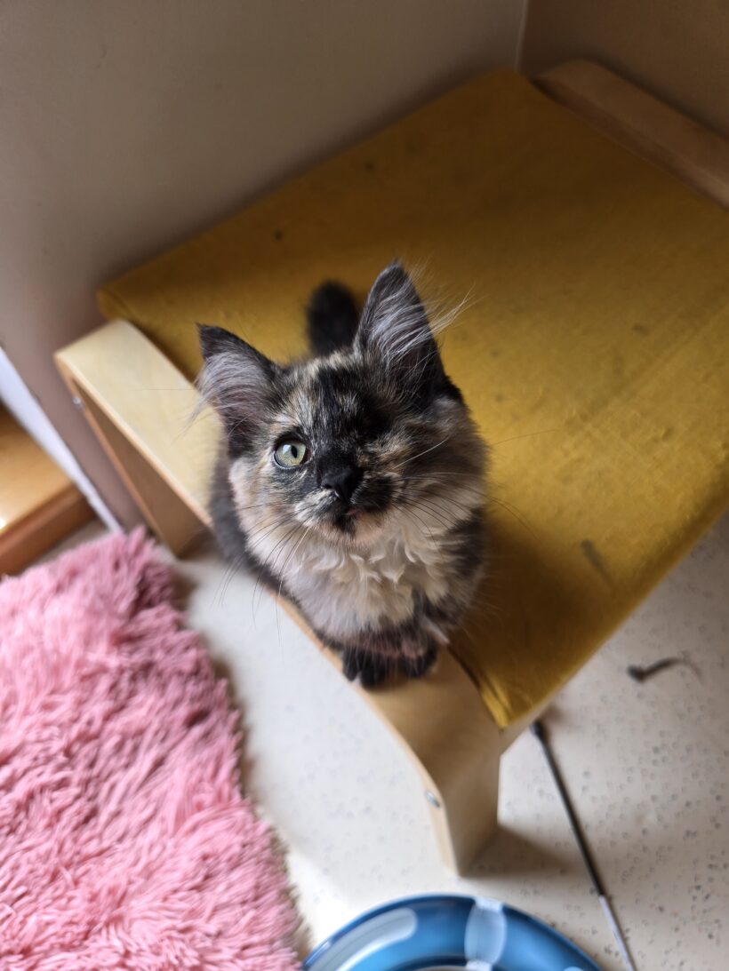 Esmeralda
