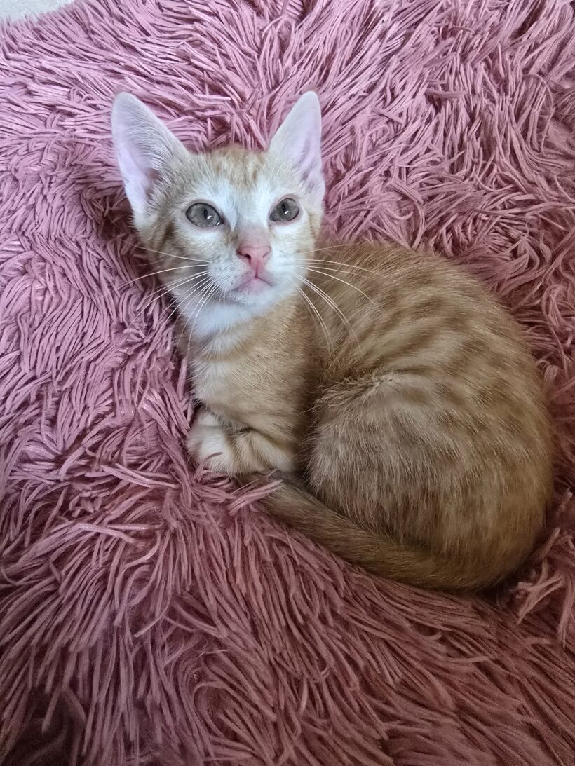 Rozi