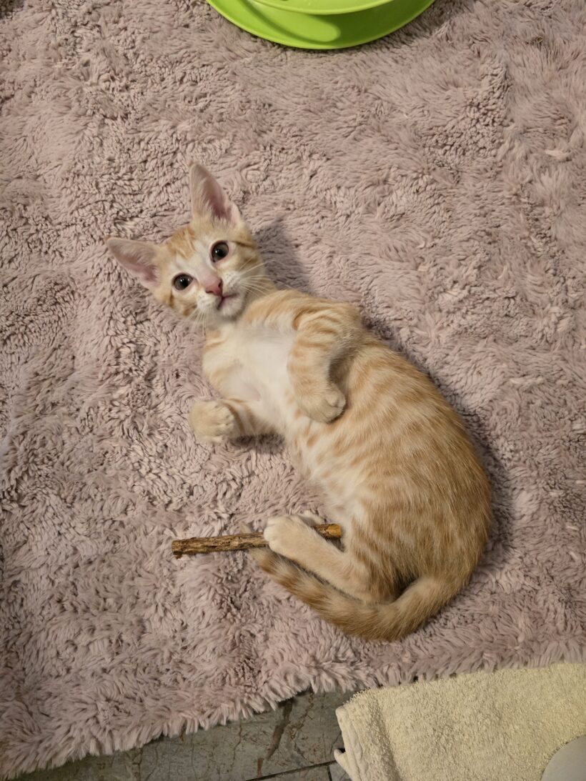 Rozi