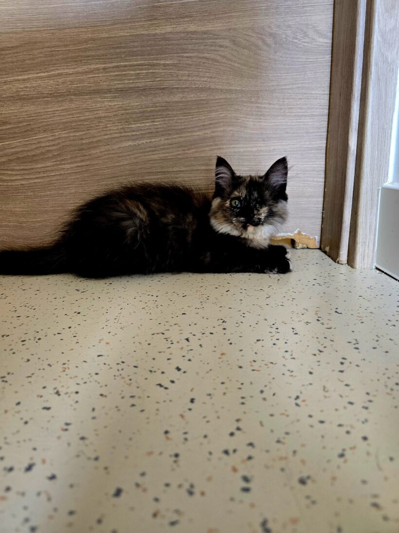 Esmeralda
