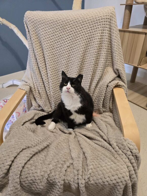 Hugo