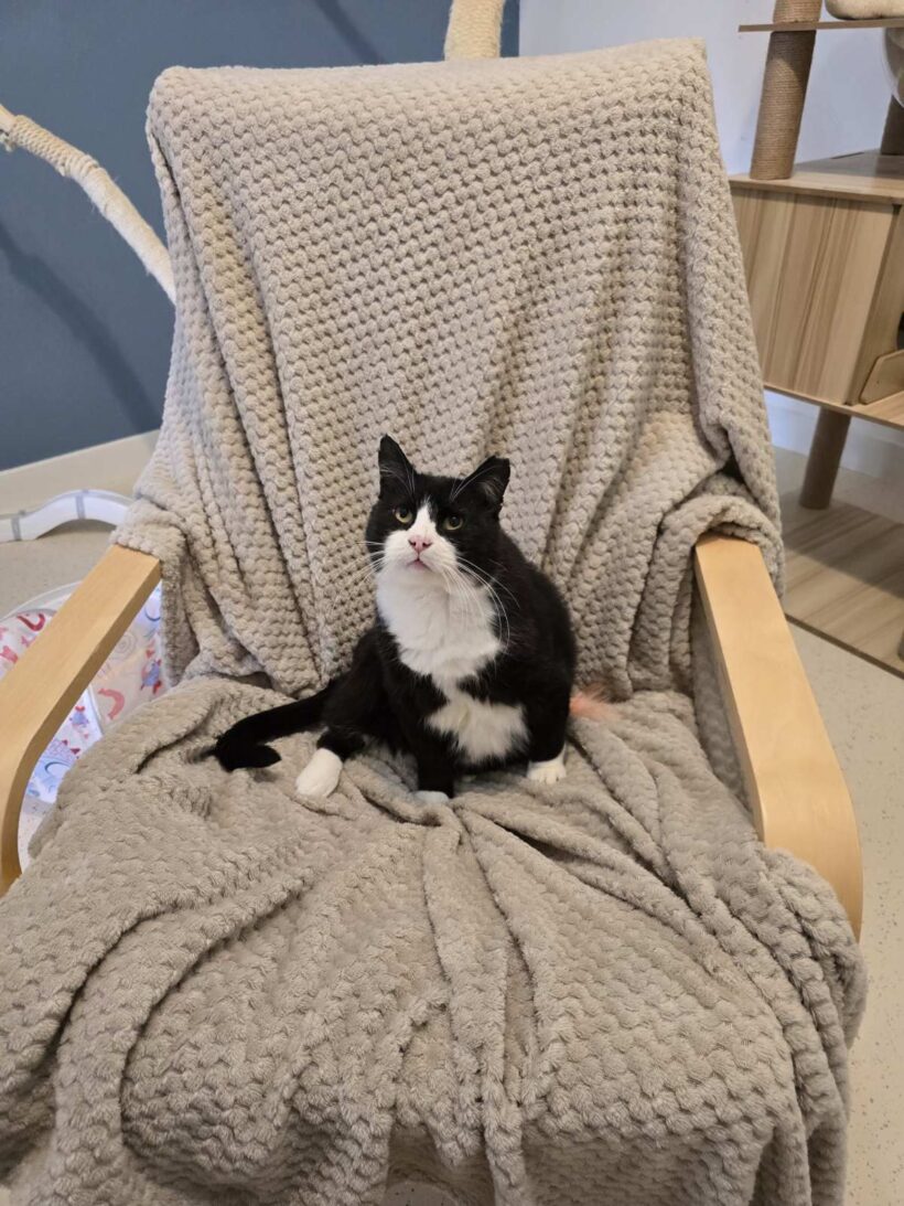 Hugo Hugo