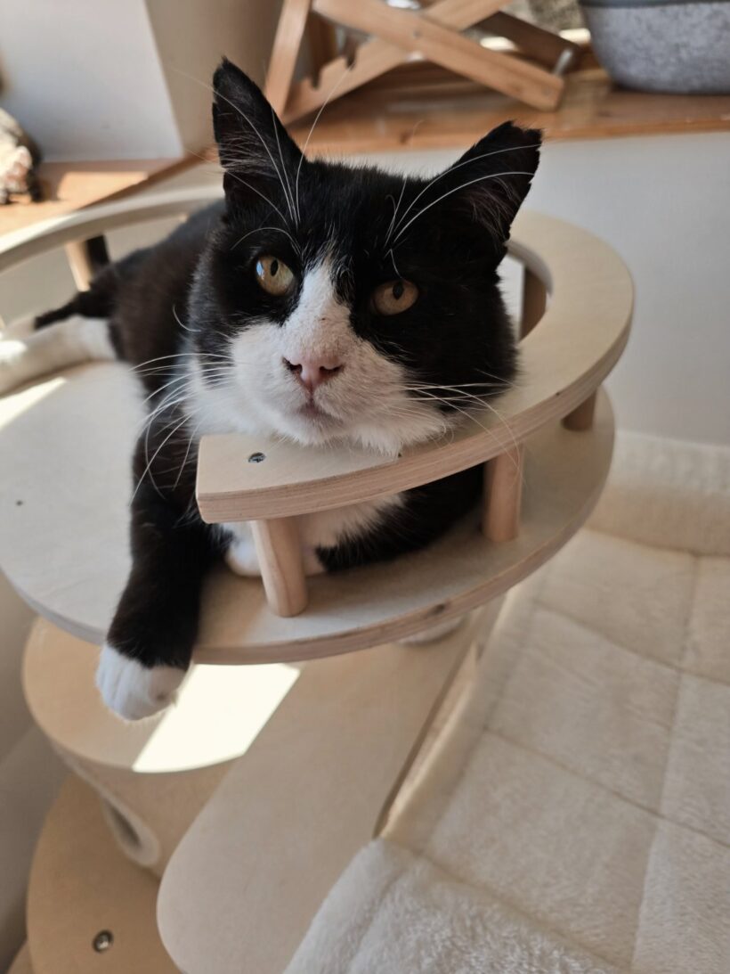 Hugo Hugo