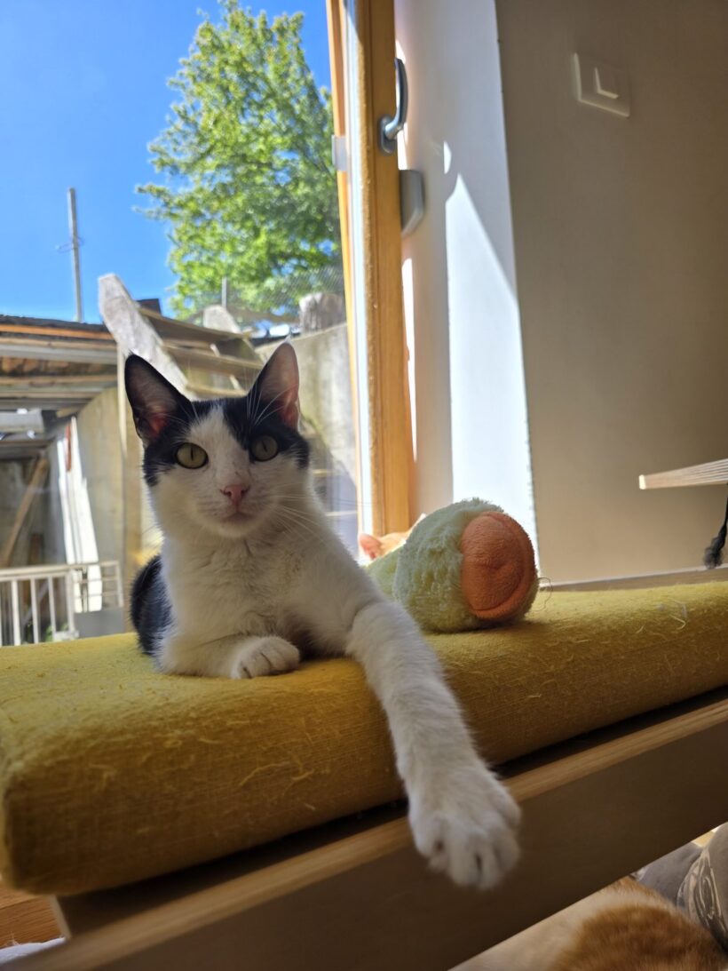 Jagi