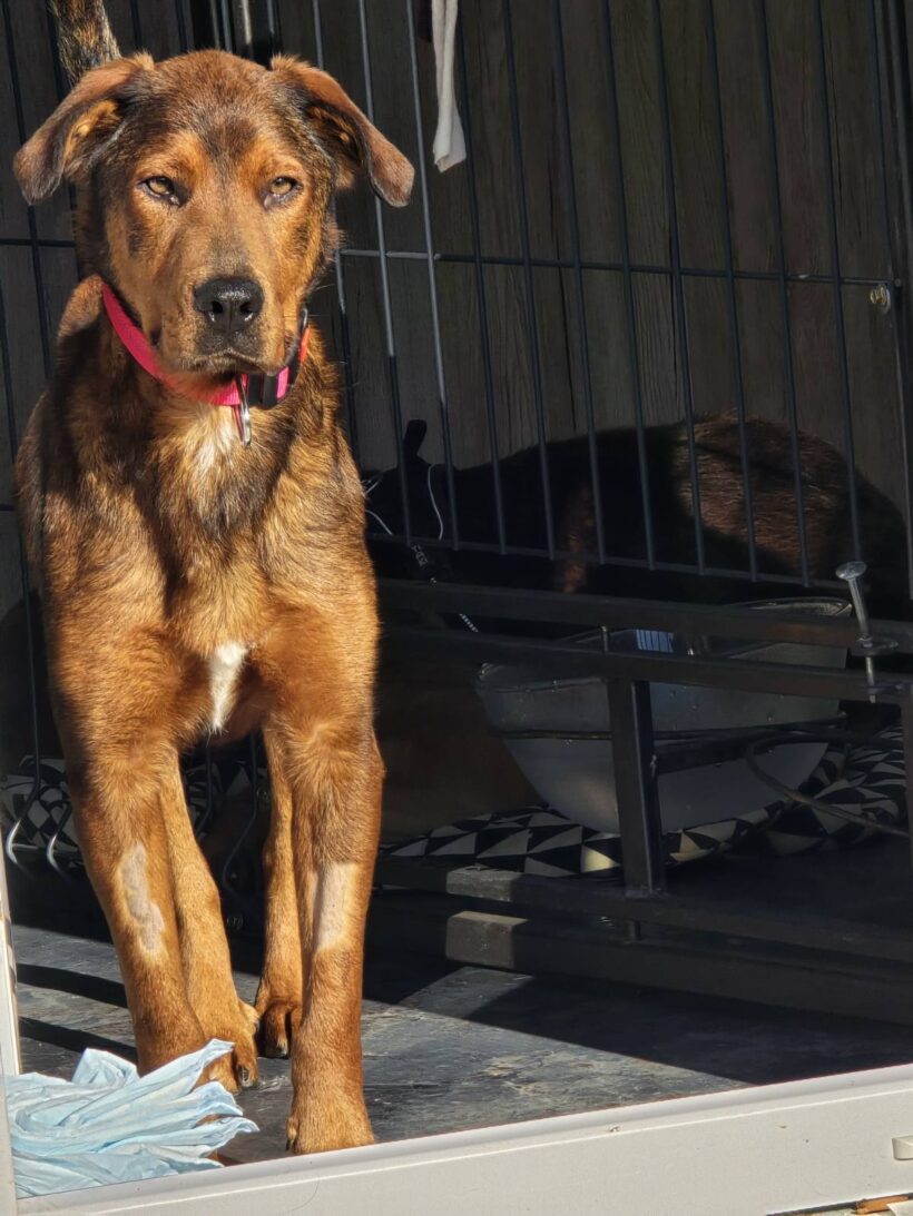 Čoko-Lina Čoko-Lina