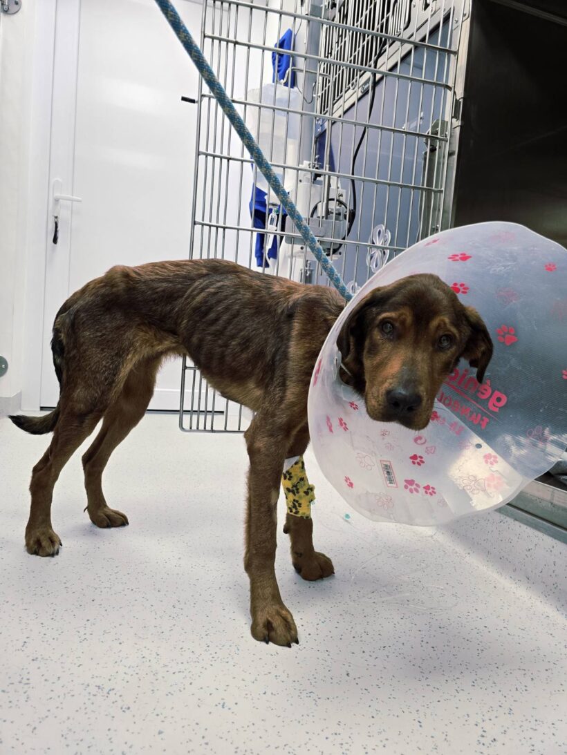 Čoko-Lina Čoko-Lina