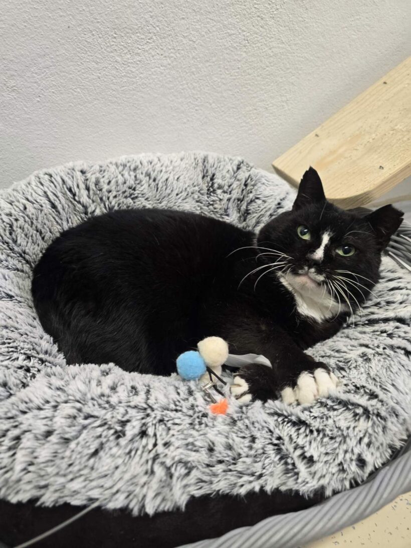Murito Murito