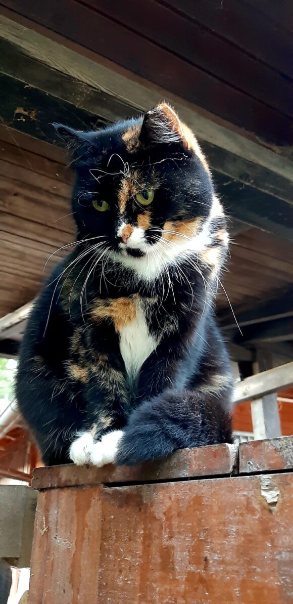 Freya