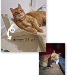 Razbijmo mite in stigme o FIV+!