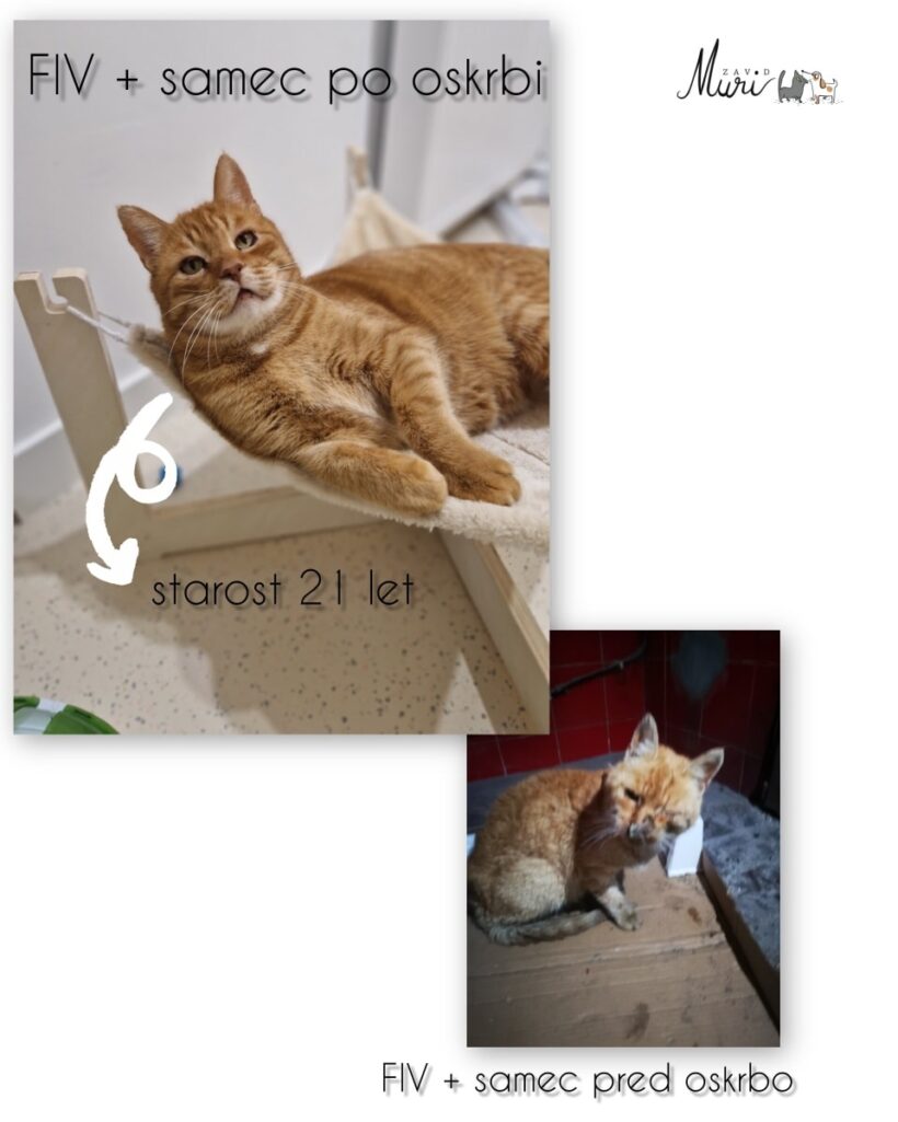 Razbijmo mite in stigme o FIV+!