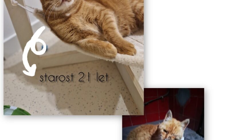 Razbijmo mite in stigme o FIV+! Razbijmo mite in stigme o FIV+!