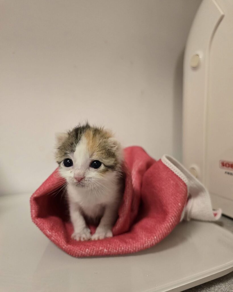 Štirje mali borci 💔🐾 Štirje mali borci 💔🐾