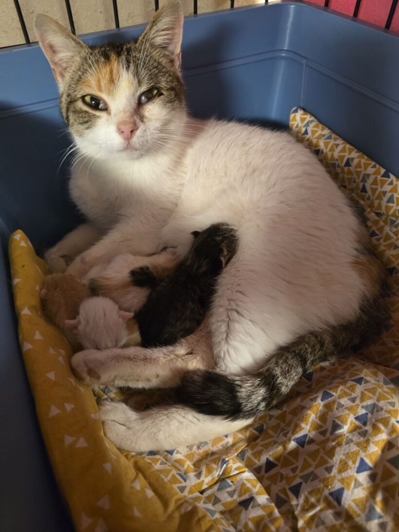 Štirje mali borci 💔🐾 Štirje mali borci 💔🐾