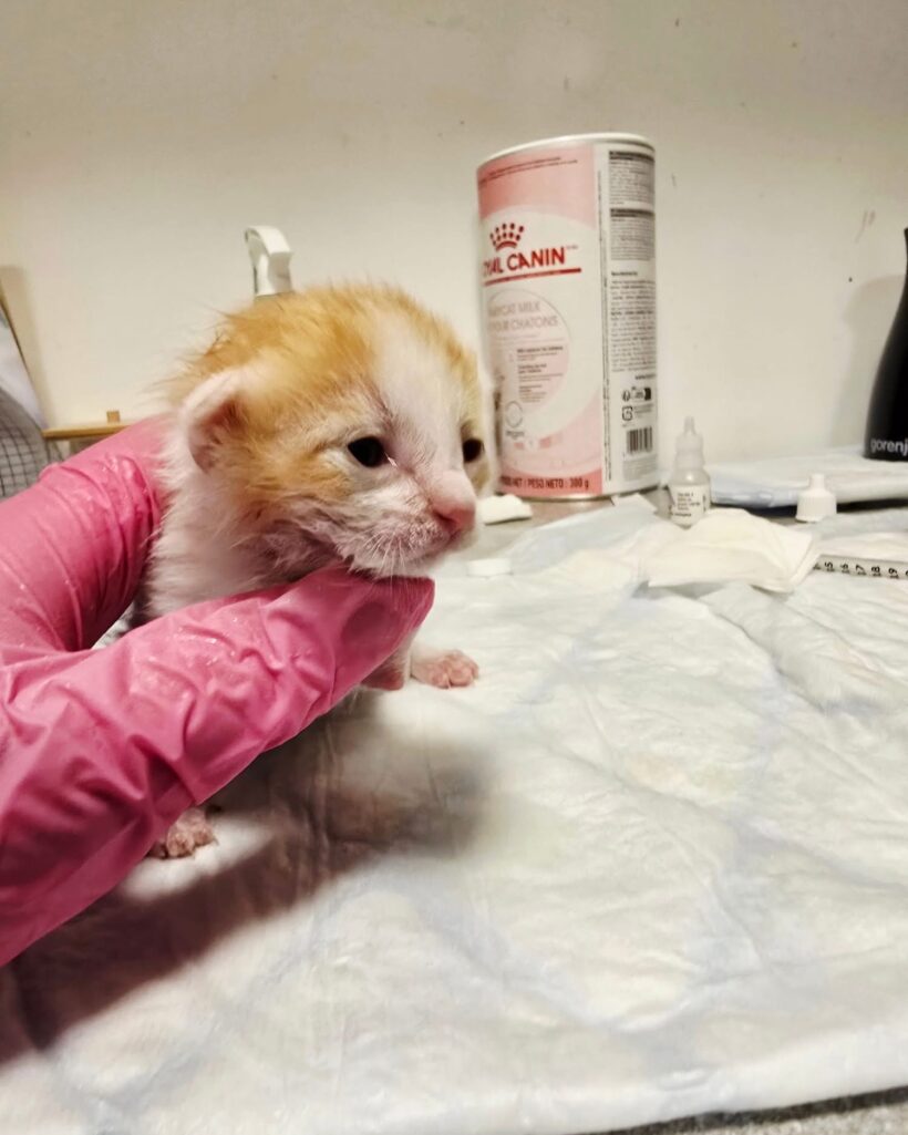 Štirje mali borci 💔🐾 Štirje mali borci 💔🐾