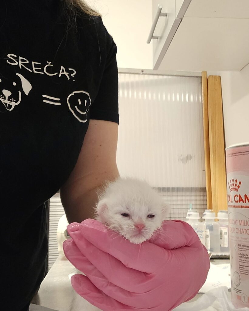 Štirje mali borci 💔🐾 Štirje mali borci 💔🐾