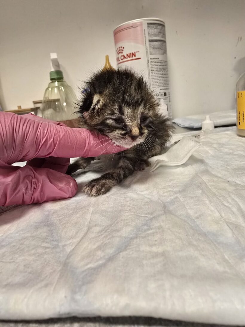 Štirje mali borci 💔🐾 Štirje mali borci 💔🐾