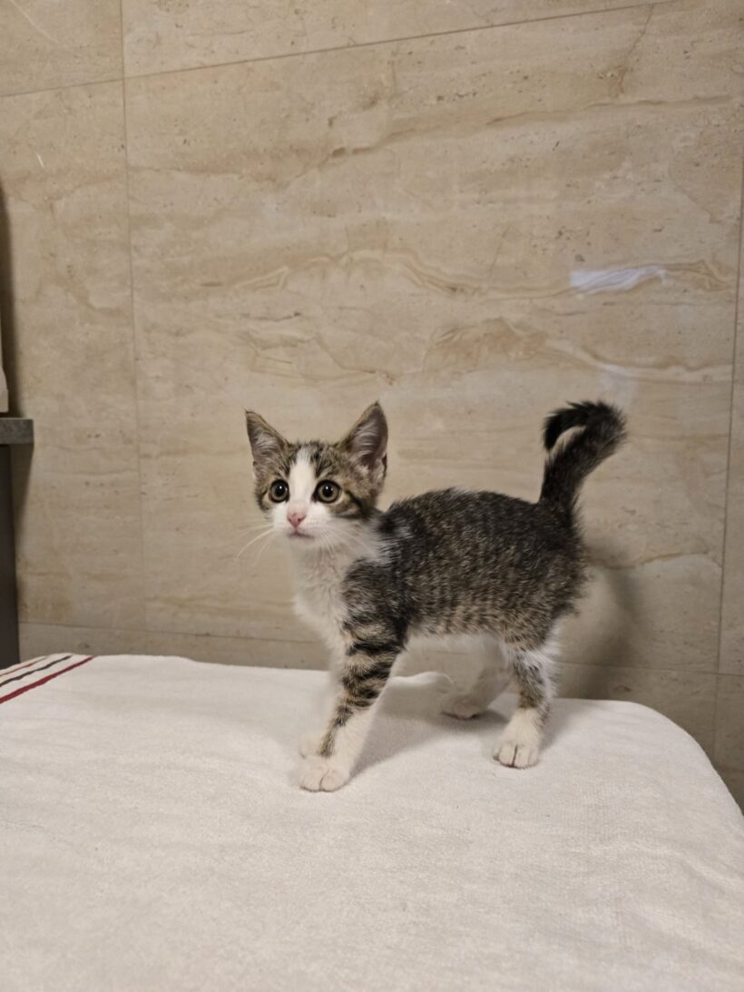 Mojca Mojca