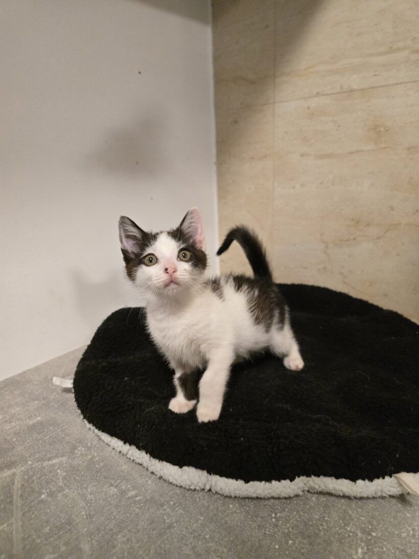 Milica