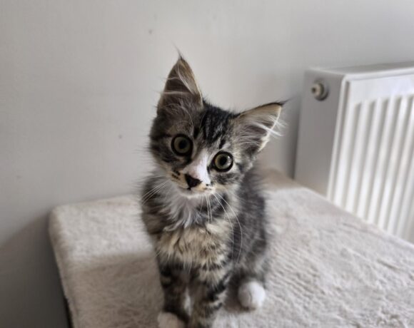 Viktor